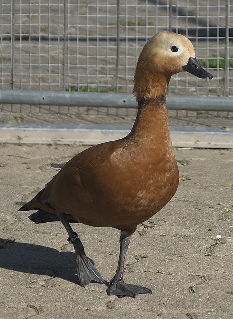 顾虑