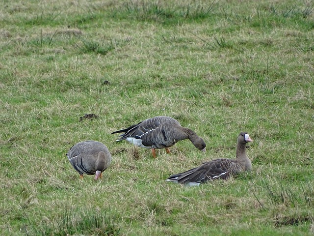 一直稳坐积 一直稳坐积
